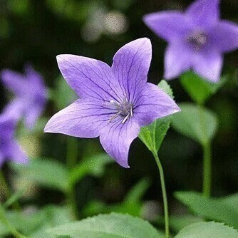 Jalokello (Platycodon grandiflorus), siemeniä 50 kpl