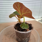 Begonia Boomer - pikkukuva 4
