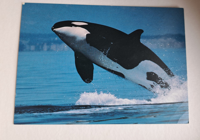 Eläinkortti, miekkavalas, kulkenut 1987