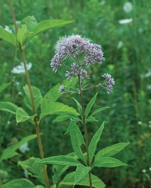 Purppurapunalatva (Eupatorium purpureum), siemeniä 50 kpl