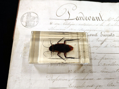 Natura Obscura – Entomologinen näyte no. 367