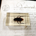 Natura Obscura – Entomologinen näyte no. 367 - pikkukuva 1