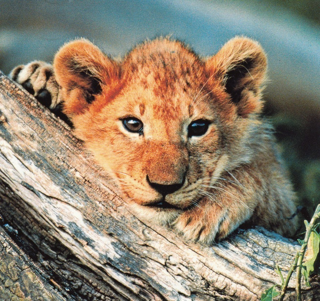 Leijonan pentu, Kenia (neliökortti)