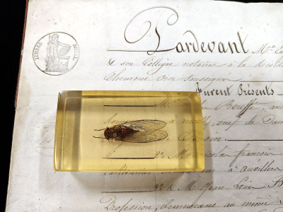 Natura Obscura – Entomologinen näyte no. 335