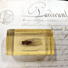 Natura Obscura – Entomologinen näyte no. 335 - pikkukuva 1