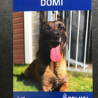 Belgianpaimenkoira malinois koira kortti Domi - pikkukuva 2