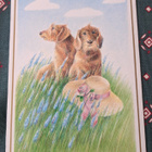 Tarja Ilola: koirat ja hattu,, taittokortti, uusi - pikkukuva 1