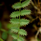 Pikkuluppio (Sanguisorba minor), siemeniä 50 kpl - pikkukuva 2