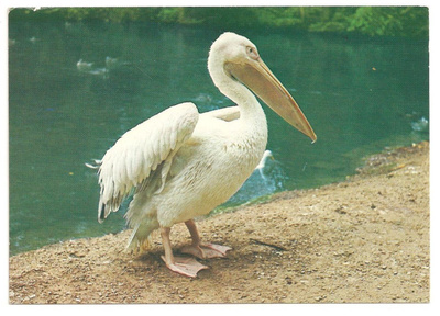 Pelikaani