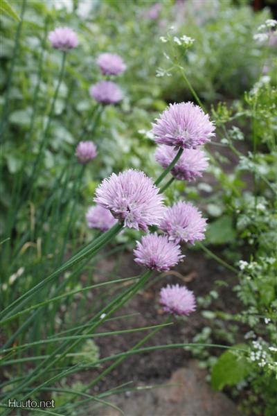 Ruoholaukka (Allium schoenoprasum), siemeniä 50 kpl