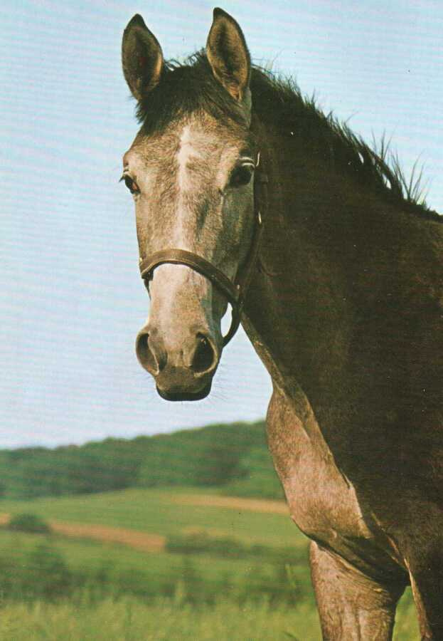 HEVONEN POSTIKORTTI  -  TRAKEHNENIN HEVONEN
