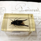 Natura Obscura – Entomologinen näyte no. 340 - pikkukuva 3
