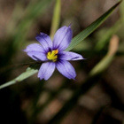 Kuovinkukka (Sisyrinchium montanum), siemeniä 50 kpl - pikkukuva 2