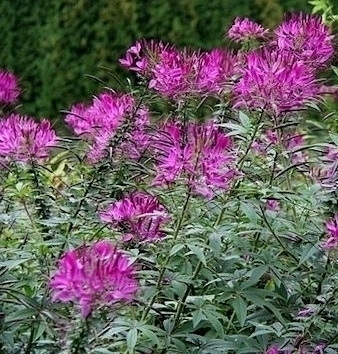 Otahämähäkkikukka (Cleome hassleriana), siemeniä 50 kpl