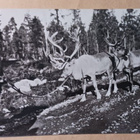 Petsamo, mies taluttaa poroja, SMY 172, k. 8.8.1939 - pikkukuva 1