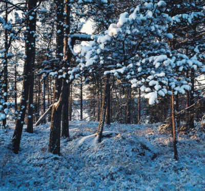 Lumiset männyt (neliökortti)