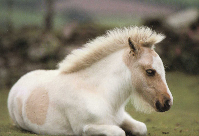 HEVONEN POSTIKORTTI - PONI