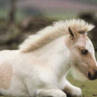 HEVONEN POSTIKORTTI - PONI - pikkukuva 1