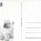 SHAR PEI POSTIKORTTI  -  PAINETTU SUOMESSA - pikkukuva 2