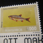 Makedonia kalat - pikkukuva 4