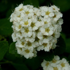 Koivuangervo (Spiraea betulifolia), siemeniä 200 kpl - pikkukuva 2