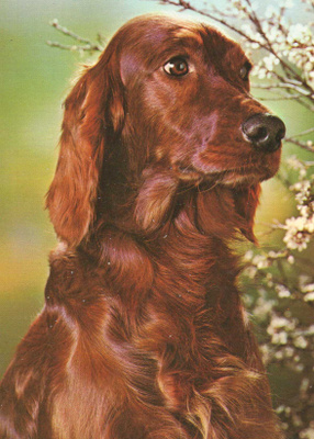 IRLANNINSETTER POSTIKORTTI
