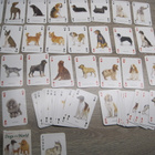 KOIRA PELIKORTIT, The famous dogs of the world - pikkukuva 4