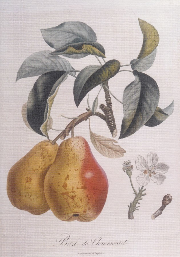 Pierre-Antoine Poiteau : Birne Bezi de Chaumontel