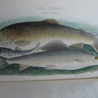 The Fly Fishers Entomology By Alfred Ronald’s p.1883 - pikkukuva 3