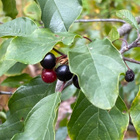 Korpipaatsama (Rhamnus frangula), siemeniä 20 kpl - pikkukuva 2