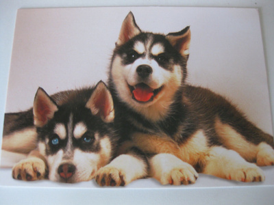 Huskyt, kulkematon