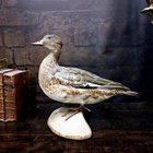 Haapana (Mareca penelope), v. 1960–1970 - pikkukuva 2