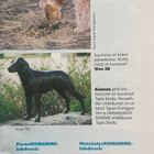KOIRAMME 6/2001 + LIITE: METSÄSTYSKOIRAMME - pikkukuva 3
