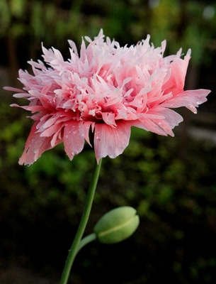 Sulkaunikko 'Lilac Pompom', siemeniä 50 kpl