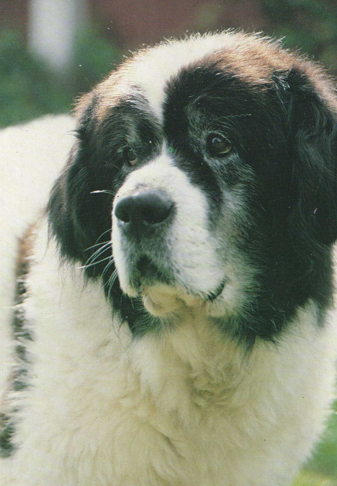 PYRENEITTEN MASTIFFI POSTIKORTTI