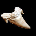 Fossiilinen Otodus obliquus -hainhammas, Marokko - pikkukuva 2