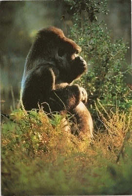 Photo: Tony Stone , Mountain Gorilla (T)