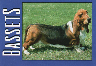 BASSET POSTIKORTTI