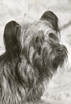 SKYE TERRIERI POSTIKORTTI