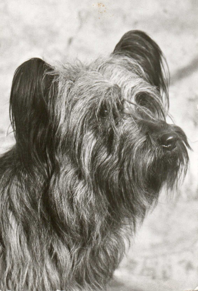 SKYE TERRIERI  POSTIKORTTI