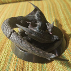 Monster Hunter - Nargacuga -figuuri - pikkukuva 3