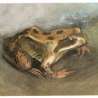 kortti ** Sammakko - erilaisia taidekortteja - pikkukuva 2