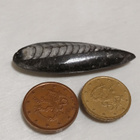 Luonnonkivi, Orthoceras-oikosarvifossiili - pikkukuva 5