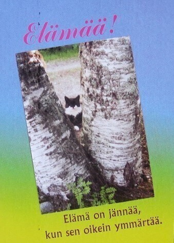 Kissa koivujen välissä Postikortti
