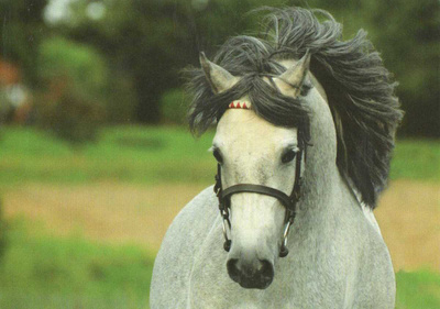 HEVONEN POSTIKORTTI - WALESIN PONY