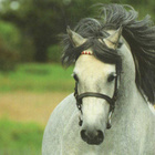 HEVONEN POSTIKORTTI  -  WALESIN PONY - pikkukuva 1