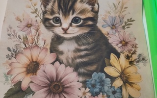 kissa kuva.