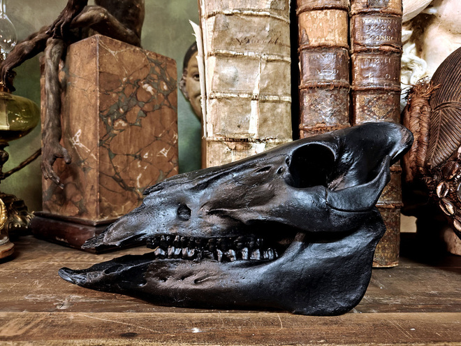 Villisian (Sus scrofa) kallo ”Black”