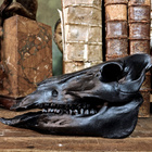 Villisian (Sus scrofa) kallo ”Black” - pikkukuva 1