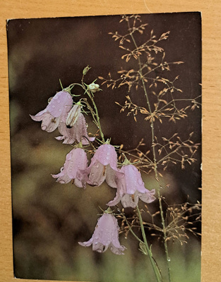 kukka, kissankello, Luonnonsuojeluk. kulkenut 1981
